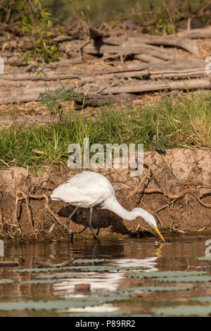 Grande Aigrette au Corroboree Billabong, Mary River Wetlands, Territoire du Nord Banque D'Images