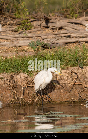 Grande Aigrette au Corroboree Billabong, Mary River Wetlands, Territoire du Nord Banque D'Images