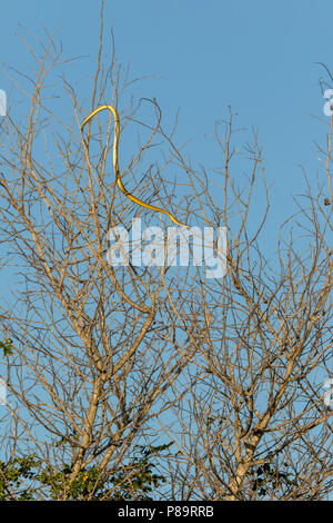 Golden Tree Snake, Corroboree Billabong, Mary River Wetlands, Territoire du Nord Banque D'Images