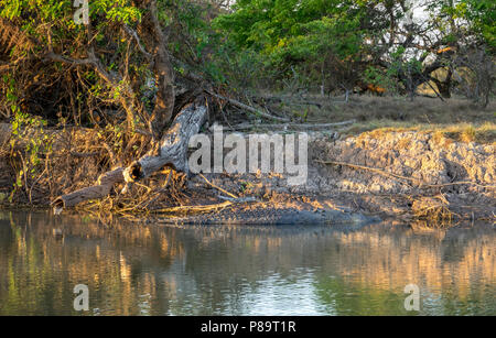 5m de long Saltwater crocodile au Corroboree Billabong, Mary River Wetlands, Territoire du Nord Banque D'Images