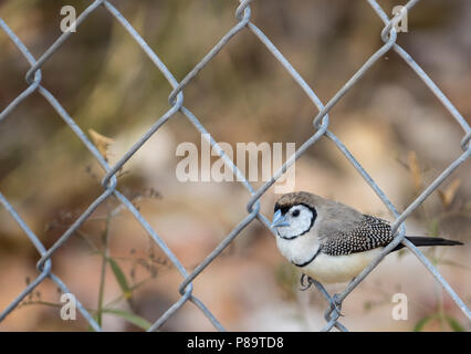 Double-prescription finch à East Point, Darwin, Territoire du Nord, Australie Banque D'Images