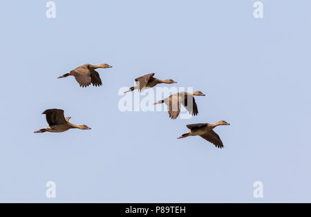 5 sifflement à plumes de canards en vol au-dessus Corroboree Billabong, Mary River Wetlands, Territoire du Nord Banque D'Images