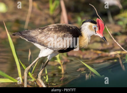 Comb-crested Jacana, Corroboree Billabong, Mary River Wetlands, Territoire du Nord Banque D'Images