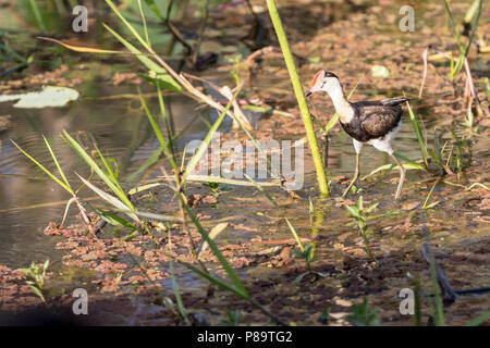 Comb-crested Jacana, Corroboree Billabong, Mary River Wetlands, Territoire du Nord Banque D'Images