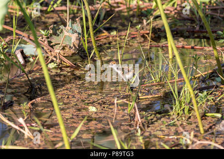 Petit Peigne-crested Jacana chick, Corroboree Billabong, Mary River Wetlands, Territoire du Nord Banque D'Images