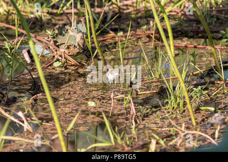 Petit Peigne-crested Jacana chick, Corroboree Billabong, Mary River Wetlands, Territoire du Nord Banque D'Images