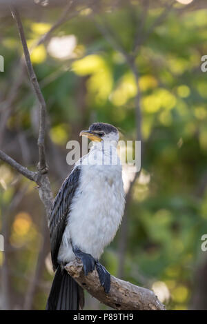 Martin-pêcheur d'cormornant sécher ses plumes au Corroboree Billabong, Mary River Wetlands, Territoire du Nord Banque D'Images