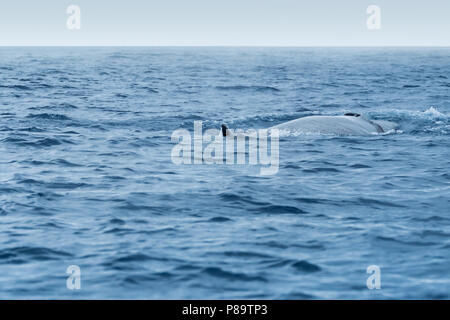 La baleine de sei à la surface près de l'île de Pico Banque D'Images