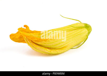 Squash Blossom isolé sur fond blanc Banque D'Images