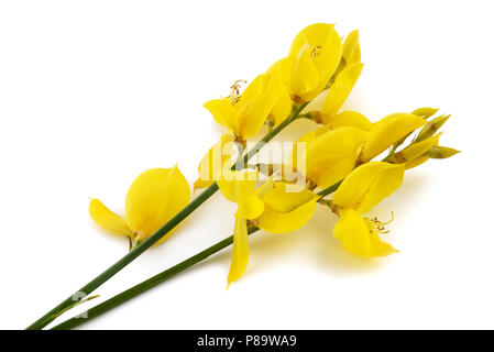 Fleurs genêt isolé sur fond blanc Banque D'Images