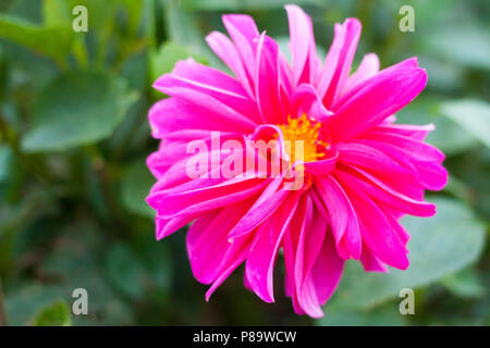 Close-up of a pink Dahlia fleur dans le jardin Banque D'Images