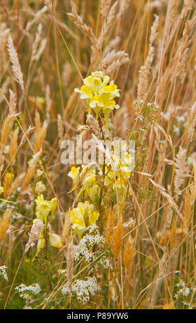 Fleurs jaunes de la linaire commune, également connu sous le nom de la linaire jaune, et peu de fleurs blanches de couvrir le gaillet dans un champ aride Banque D'Images
