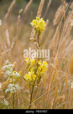 Fleurs jaunes de la linaire commune, également connu sous le nom de la linaire jaune, et peu de fleurs blanches de couvrir le gaillet dans un champ aride Banque D'Images