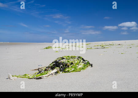 Les algues, algues unicellulaires multiples sur le rivage de l'océan, sur une vaste plage, sous un ciel bleu Banque D'Images