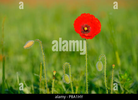 Fleur de coquelicot (Papaver rhoeas), Bavière, Allemagne Banque D'Images