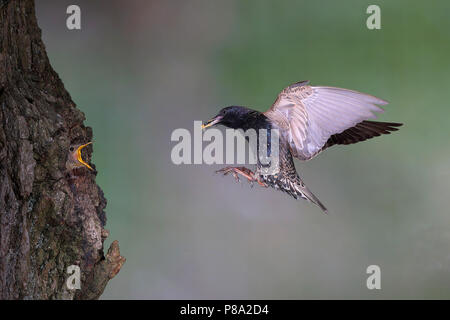 L'étourneau sansonnet (Sturnus vulgaris), ancien oiseau avec les insectes dans son bec approcher la grotte de nidification dans l'arbre, jeune oiseau Banque D'Images