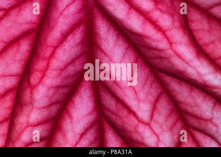 Gros plan des feuilles des plantes de l'éléphant, montrant les pores de la surface et de stomie. Banque D'Images