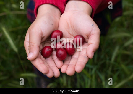 CLOSE UP ENFANT MAINS TENANT DES FRUITS ROUGES SUR FOND d'herbe verte Banque D'Images