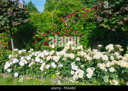 Beaucoup de rouge, blanc, rose roses dans le jardin de roses parmi les arbres verts . Pour votre conception Banque D'Images