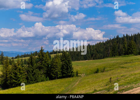 Marcher le long du chemin d'une montagne recouverte d'herbe. Parmi les grands sapins contre le ciel avec de faibles nuages flottants. . Pour votre conception Banque D'Images