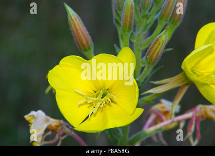 Gros plan de la fleur de l'onagre, aussi connue sous le nom de Common evening-primrose et étoile du soir Banque D'Images