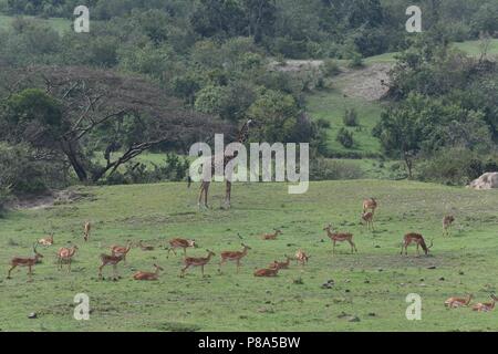 Impala (Aepyceros) melempus et girafe. Photo prise dans la vallée à Mahali Mzuri, Maasai Mara, Kenya. Banque D'Images