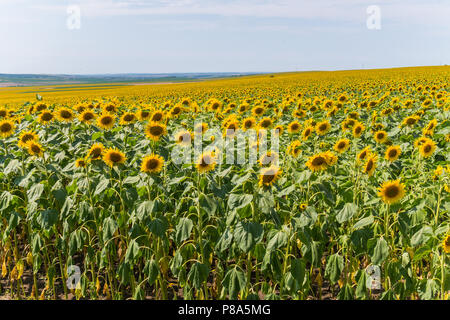 Tapis noir jaune des tournesols s'étend au loin à perte de vue . Pour votre conception Banque D'Images