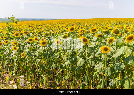 La mer infinie de tournesols jaunes dans le champ qui se confond avec le ciel à l'horizon . Pour votre conception Banque D'Images