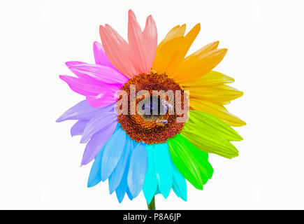 Tournesol arc-en-ciel avec les abeilles du miel isolé sur fond blanc Banque D'Images