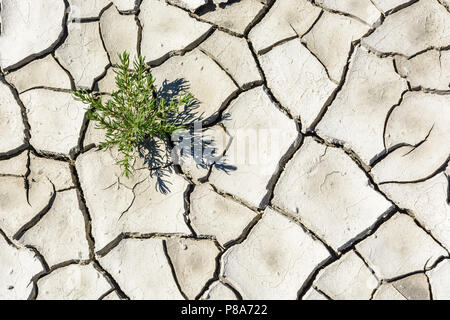 Vue de dessus de l'évolution de la fissuration d'un gris sec terre avec une seule petite plante verte. Banque D'Images