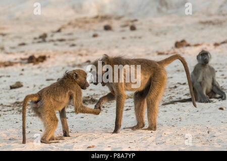 Des babouins Chacma (Papio ursinus) dans des jeux sociaux, Chobe national park, Botswana, Africa Banque D'Images