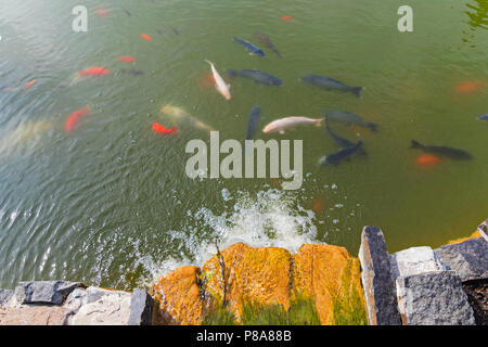 Diverses sous-espèces de poisson de l'étang d'or flotter sous la surface de l'eau à proximité d'une cascade artificielle . Pour votre conception Banque D'Images