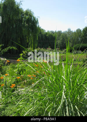 Un green bush avec de fines feuilles longues à proximité d'arbres luxuriants et de fleurs orange au loin. . Pour votre conception Banque D'Images