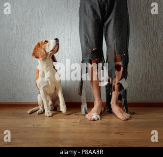 Beagle mignon et son propriétaire en pantalon déchiré et mordu les pieds. Image conceptuelle sur le thème de l'éducation des animaux. Banque D'Images