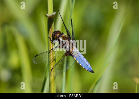 Libellula depressa libellule bleue à partir de la Normandie, France Banque D'Images