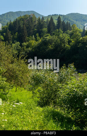 Pente avec des buissons dans une vallée d'une rivière de montagne. Les verts sauvages des montagnes m'enchante . Pour votre conception Banque D'Images