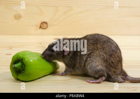 Un rat et le poivron sur une table en bois. Banque D'Images