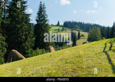 Les meules en pente sur une pente raide d'une colline près d'un village à l'arrière-plan des sapins . Pour votre conception Banque D'Images