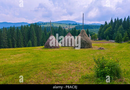 Des bottes de foin dans un pré entouré de grands sapins et montagne couverte de buée coffres sous un ciel nuageux bleu. Un lieu de repos, de tourisme et de pique-nique . Pour Banque D'Images