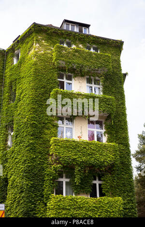 Avec du vin maison Eierplaetzchen couvert au coin carré Teutoburger street dans le quartier de Suedstadt, Cologne, Allemagne. mit Wein begruentes Haus Banque D'Images