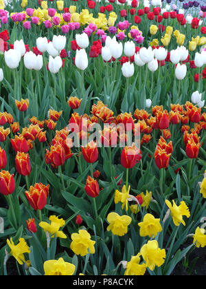 Champ avec des rangées de tulipes de toutes les couleurs différentes. Il y a des rouge, jaune, blanc et même rose . Pour votre conception Banque D'Images