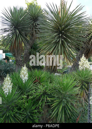 Petite floraison du yucca dans le contexte de grands palmiers dans le jardin botanique. Place des promenades . Pour votre conception Banque D'Images