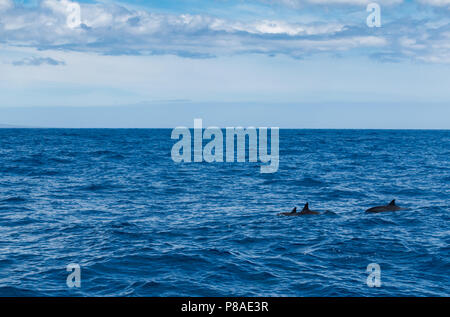 Hawaiian sauvages, les dauphins Stenella longirostris, nager librement au large de la côte de Lana'i. Banque D'Images