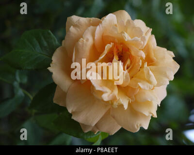 Grande rose beige luxuriant avec des feuilles vertes sur fond d'arbres . Pour votre conception Banque D'Images