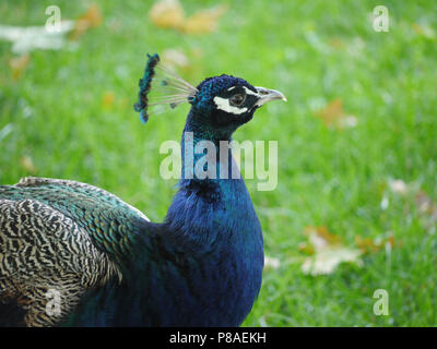 Beau faisan avec une tête fière et les poils dépasser de l'état. Avec de belles plumes casting bleu. . Pour votre conception Banque D'Images