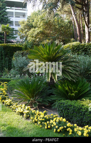Composition de palmiers, arbustes ornementaux et fleurs jaunes . Pour votre conception Banque D'Images