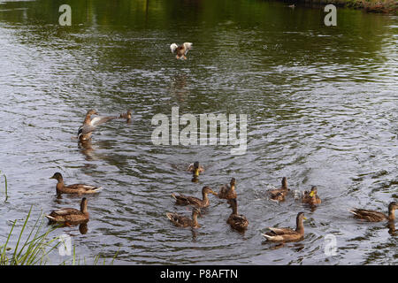 Troupeau de canards flottant près du rivage dans l'étang. Dans laquelle chacun de ses membres est engagé dans leurs propres affaires qui sont à la recherche de nourriture qui nettoie feath Banque D'Images