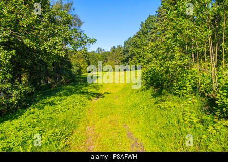 Un sentier menant à une grande clairière spacieux dans le contexte de grands arbres feuillus arbres . Pour votre conception Banque D'Images