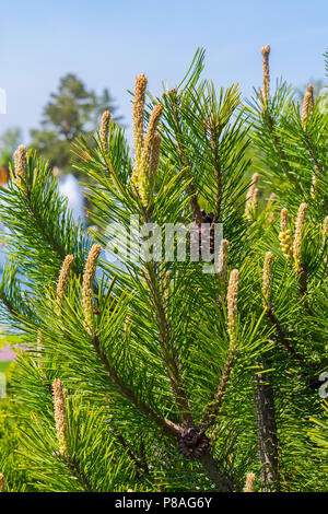 Au printemps les jeunes pousses jaune sur la pine tree sont rapidement s'étendant jusqu'au soleil . Pour votre conception Banque D'Images