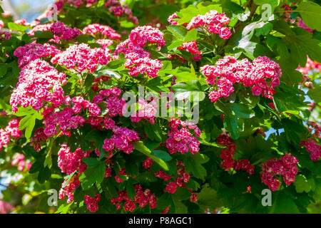 Une belle floraison de bush avec de petites fleurs rouge vif des pétales et des feuilles. . Pour votre conception Banque D'Images